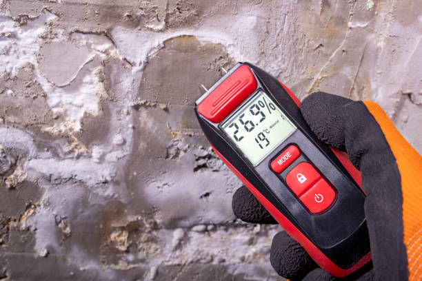 Best Affordable Mold Removal  in University Park, MD