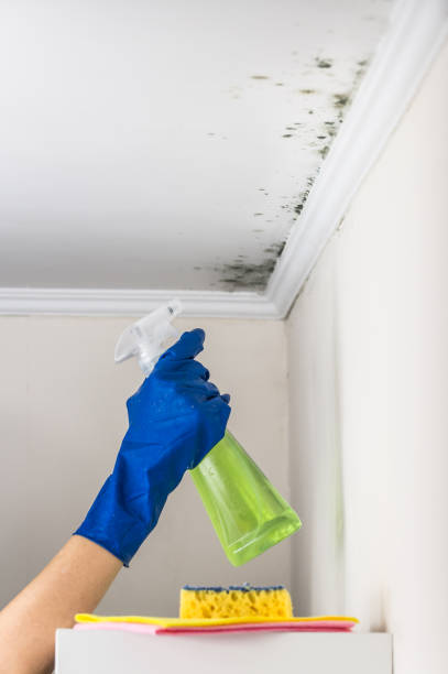 Best Mold Damage Repair  in University Park, MD